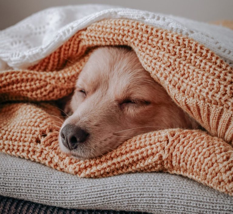 A dog sleeping cozily wrapped in knit blankets