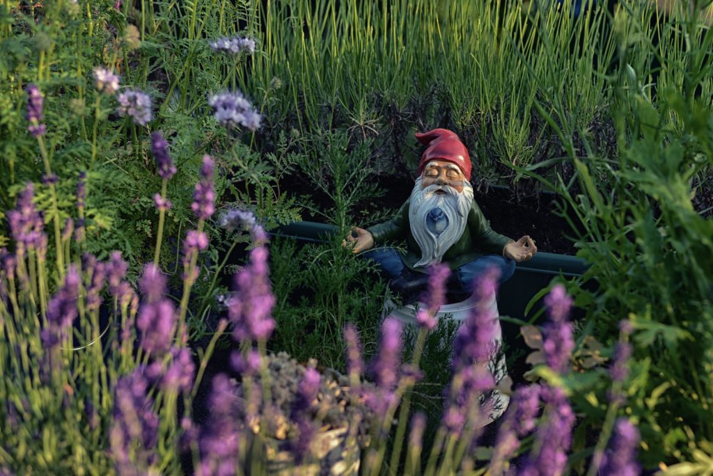 A garden gnome peeking out among lavender and tall grass