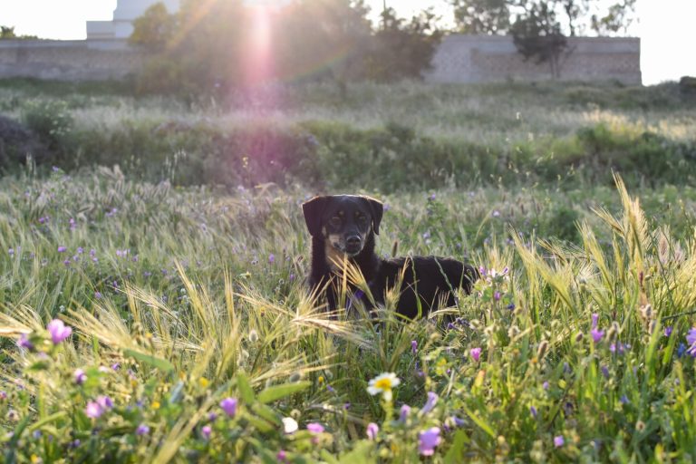A black dog sitting in a dewy meadow at sunrise