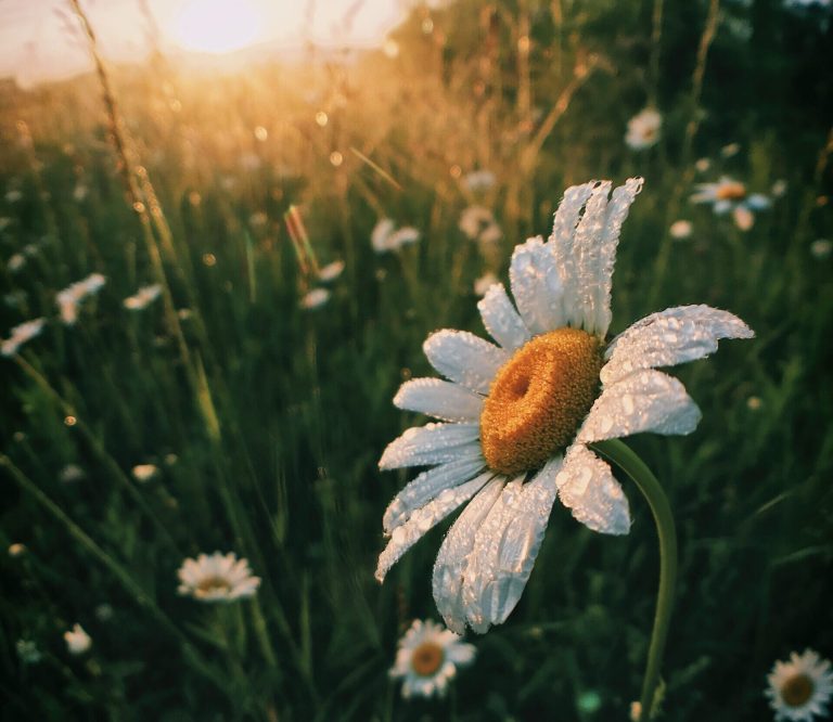 A dew-covered white daisy in a sunlit summer meadow