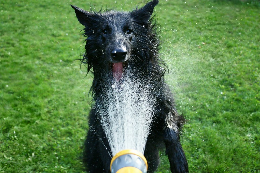 A wet dog being sprayed with a garden hose on a lawn