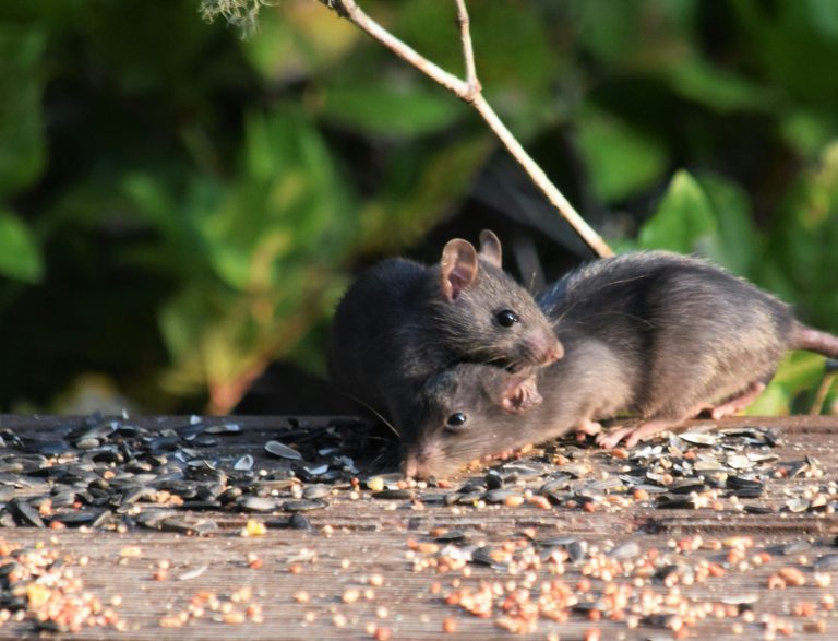 Two rats on a wooden deck outdoors